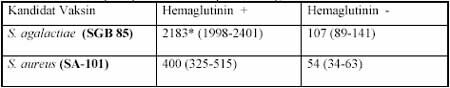 hemaglutinin pada berbagai jenis bakteri