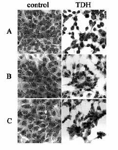 Morphology of Rat-1 cells exposed to TDH 